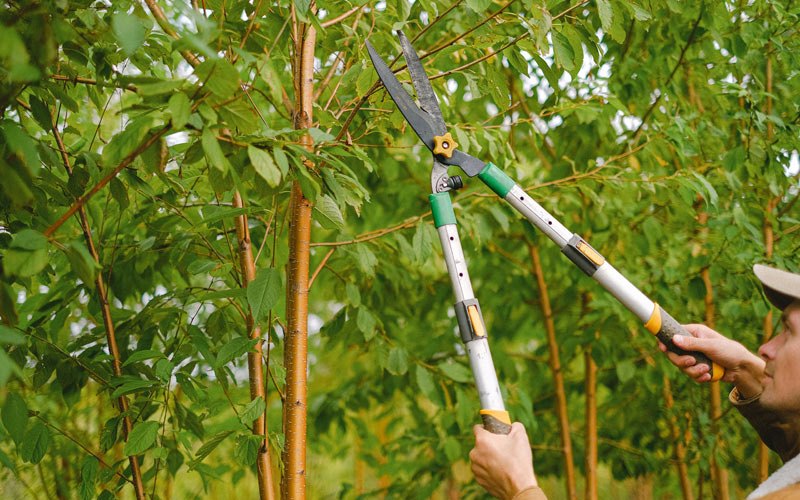 Tree trimming in Chaseley, ND