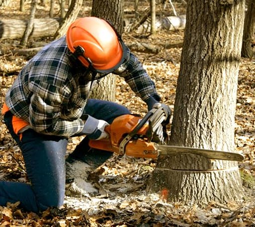 Tree Removal in Chaseley, ND